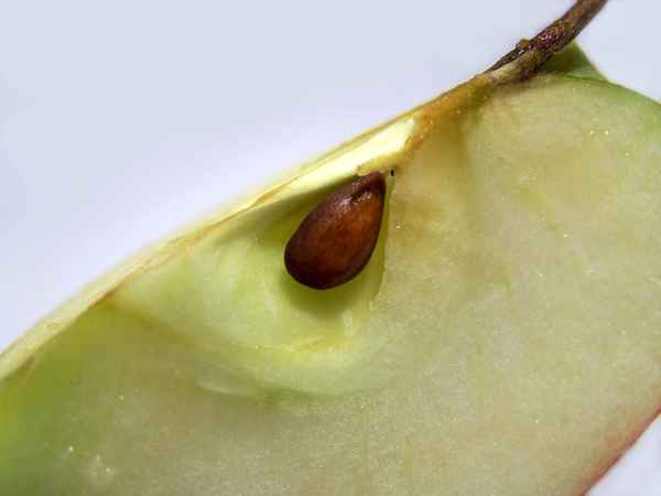 Kernig