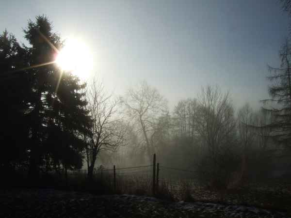Bäume im Nebel