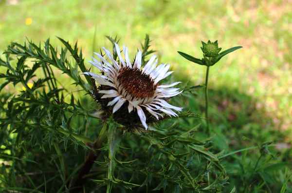Silberdistel II