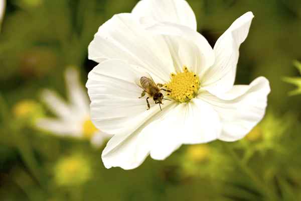 Bienen werten selten
