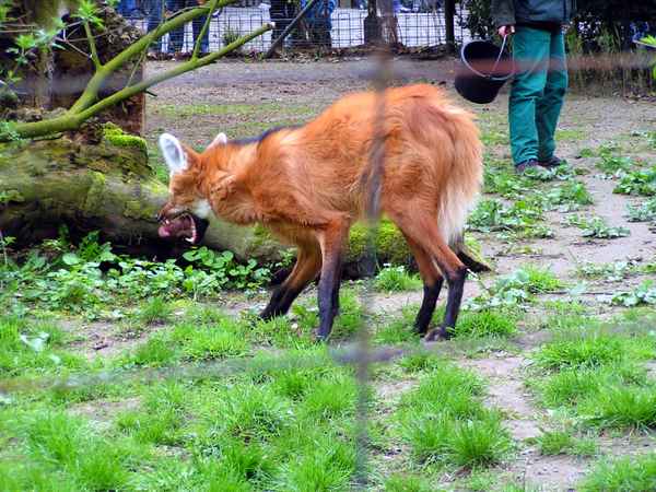 Mähnenwolf