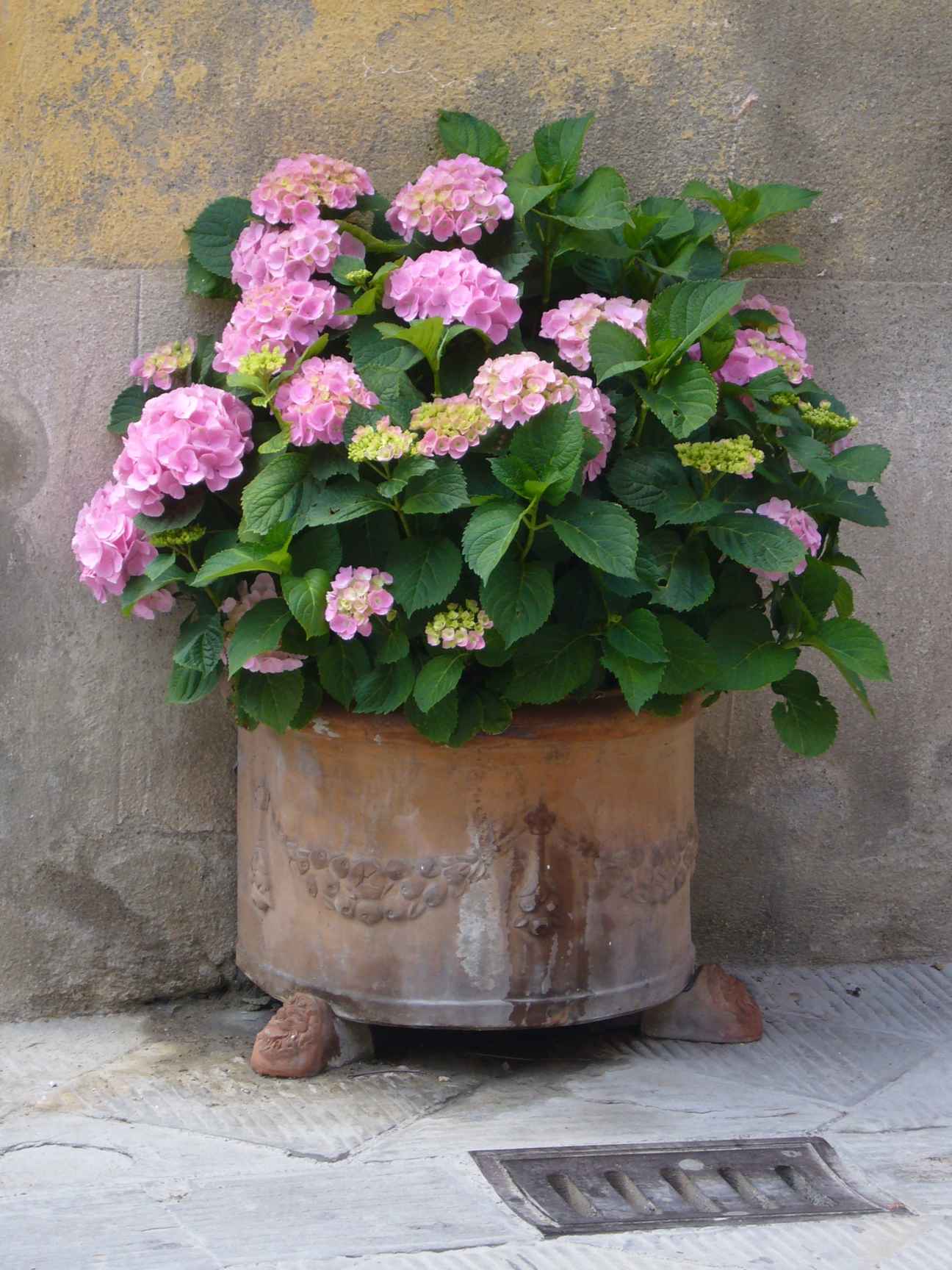  Hortensie