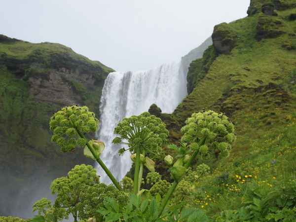 Engelwurz auf Island