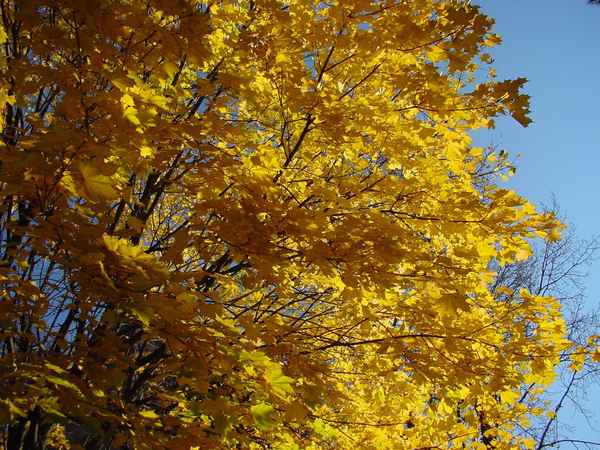 Übergang  Grün zu Gelb