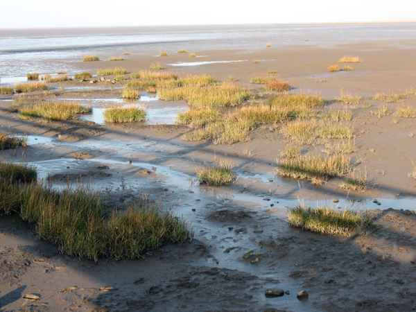 Cuxhaven 08 11 08 Dorum Neufeld 0000018