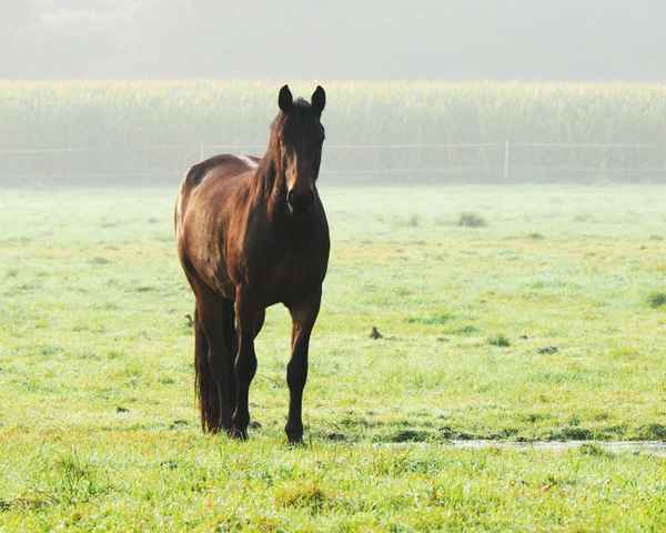 morgens in der weide