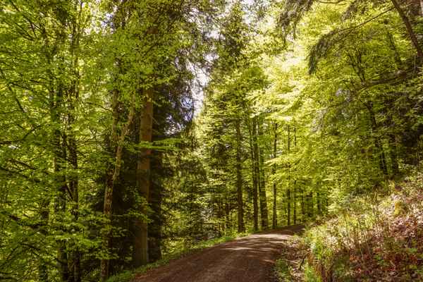Wanderweg im Zinsbachtal