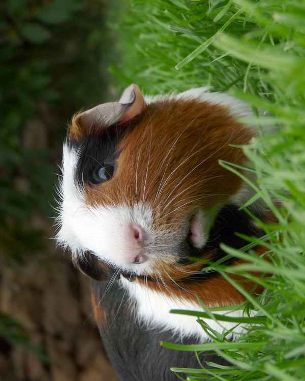 Meerschweinchen im Freien