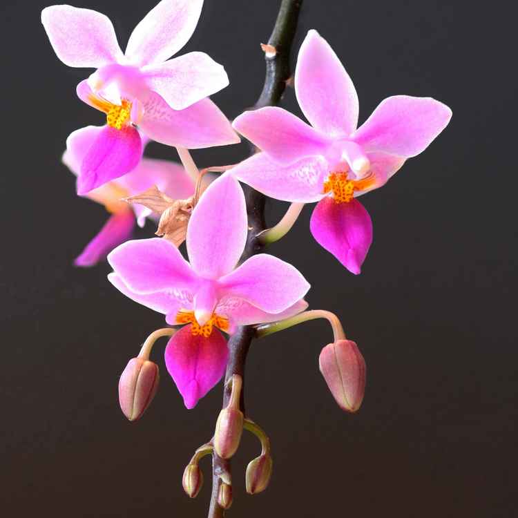 Mini-Phalaenopsis