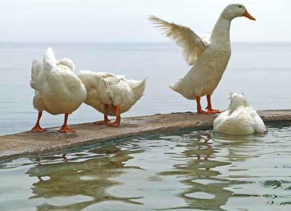 putzen waschen pflegen fliegen