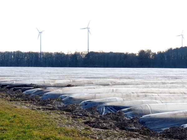 bald kommt spargel auf die teller