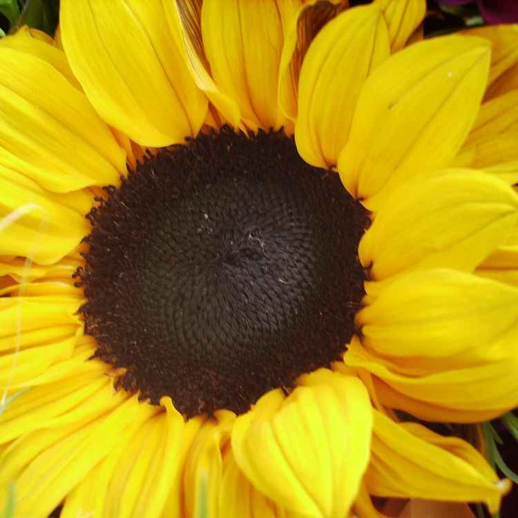 Sonne Zuhause 2