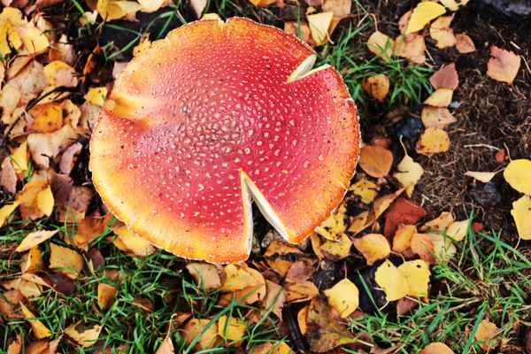 da platzt mir der kragen