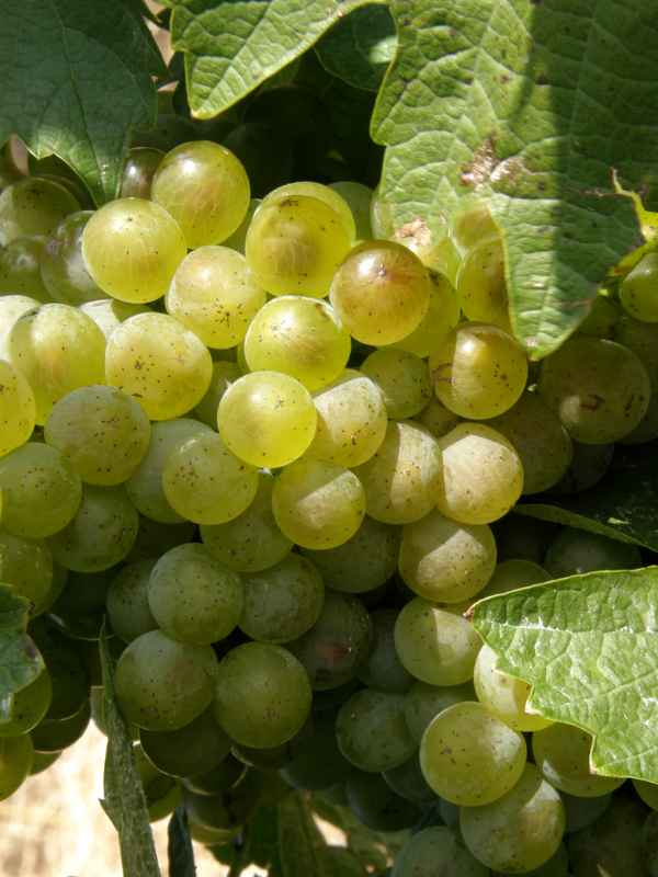 weisse trauben am stock 2