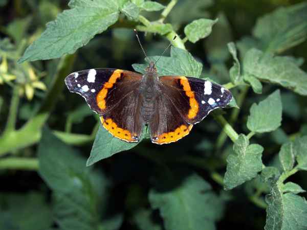 Schmetterling