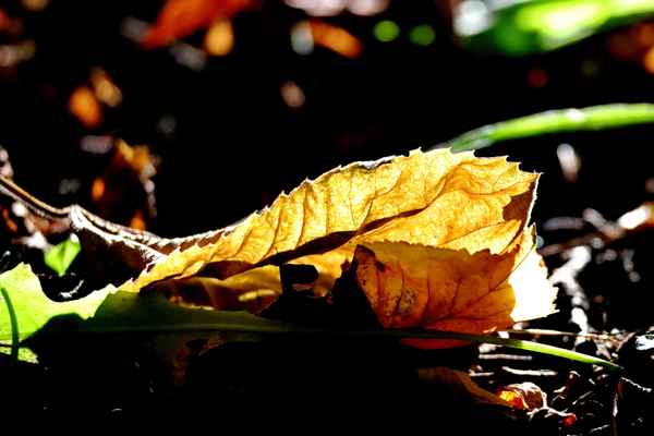 ein sonnenstrahl im laub