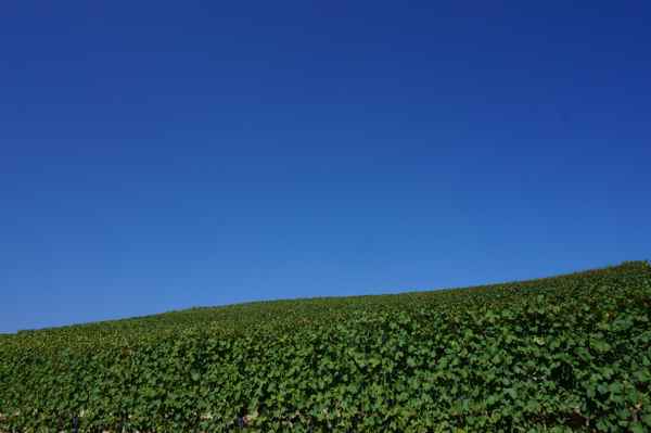 Nur Himmel und Wein(stöcke)