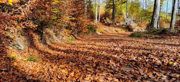 herbstlicher Waldspaziergang