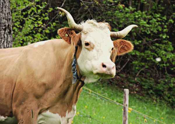 Simmentaler Kuh