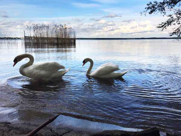 Mein lieber Schwan_1