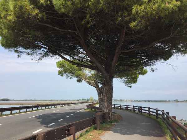 Der Baum, der thront