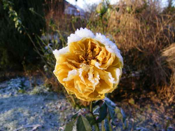 Rose im Winter
