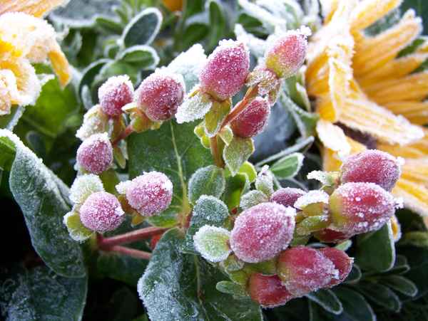 Rote Beeren im Winter