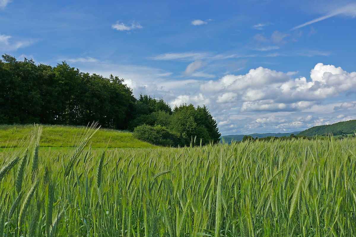Frühsommer