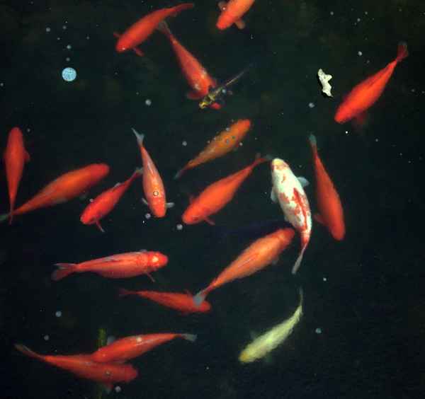 Tiefkühlfisch