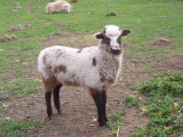 Wer sagt, ich könnt mich bei der Farbwahl nicht entscheiden?