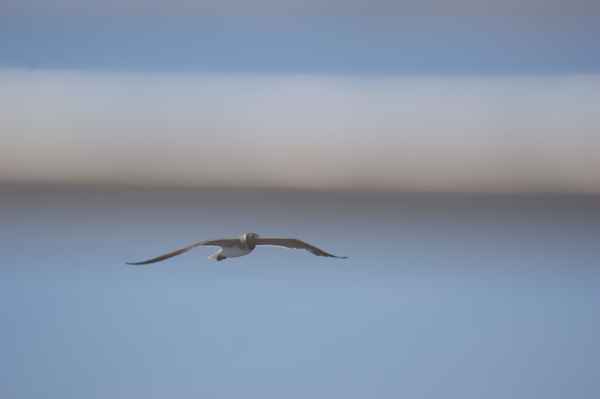 Möwe im Flug