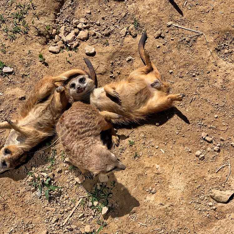 Erdmännchen