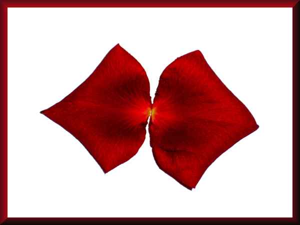 SCHLEIFE AUS ROSENBLÄTTERN