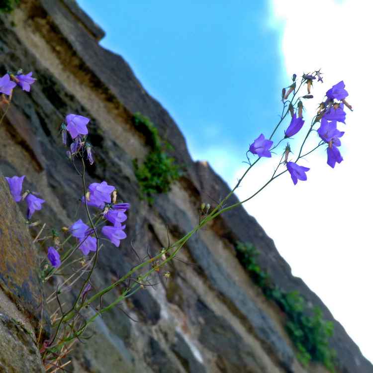 Mauerblümchen