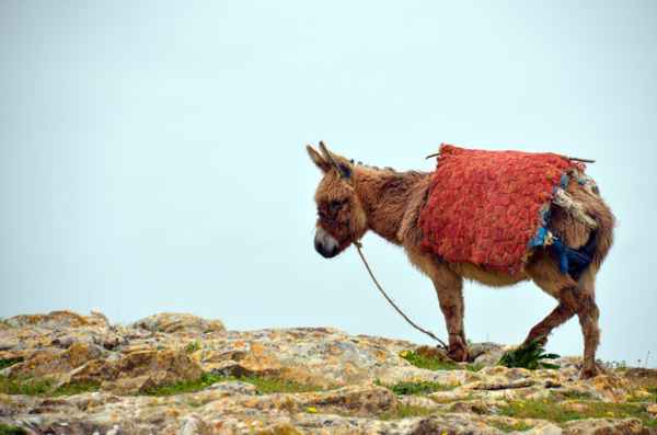 Der Esel - Transportmittel Nr. in Marokko