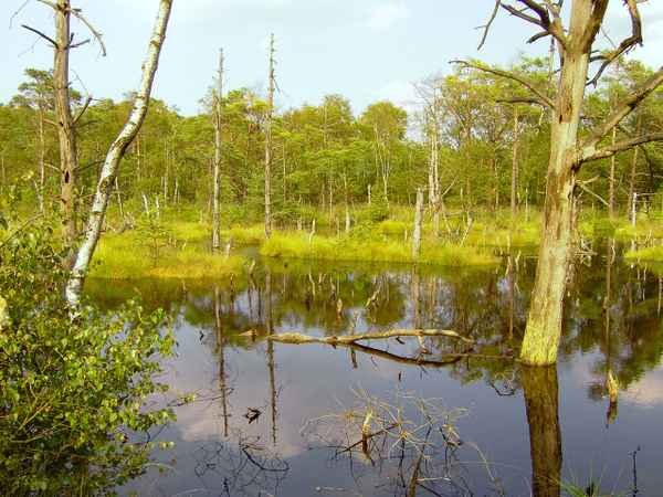 Zu feucht für Bäume