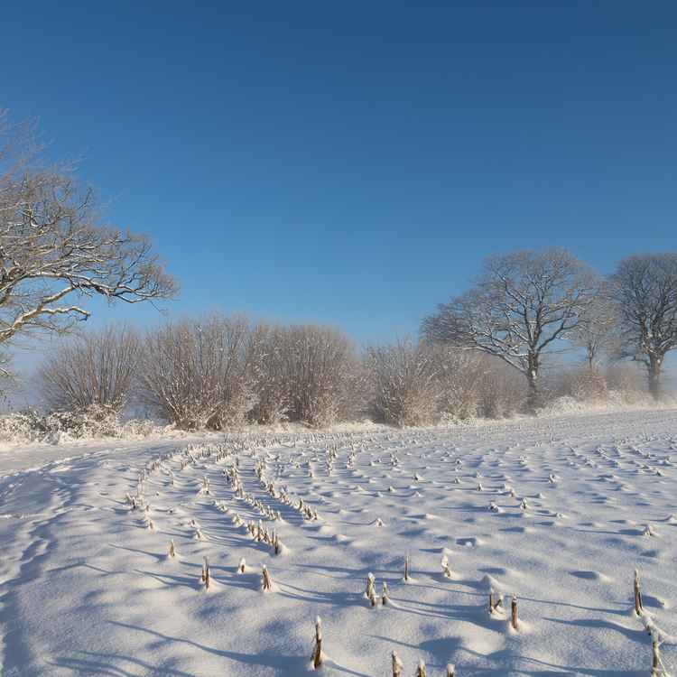 Knicklandschaft im Winter