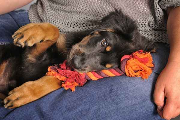 mit Welpen Spielen und Kuscheln