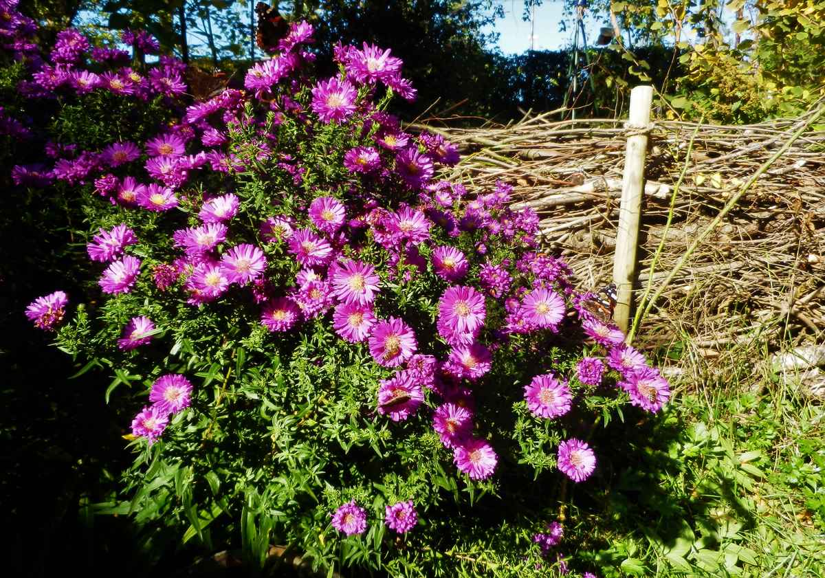 Letzte Bienen- und Schmetterlingsweide im Oktober