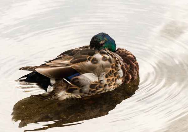 Ruhende Ente
