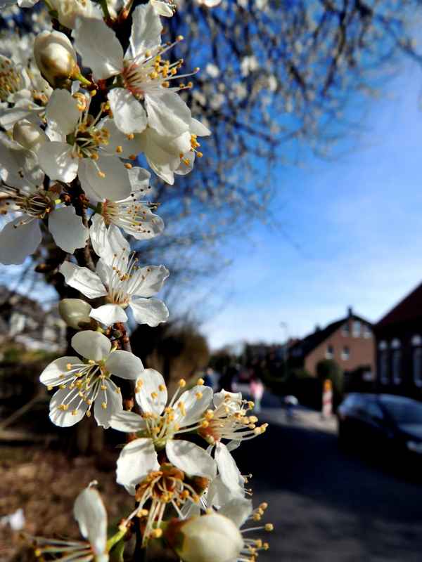 Frühlingserwachen1