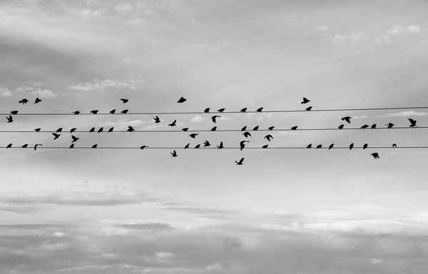 kommt ein vogel geflogen,.....