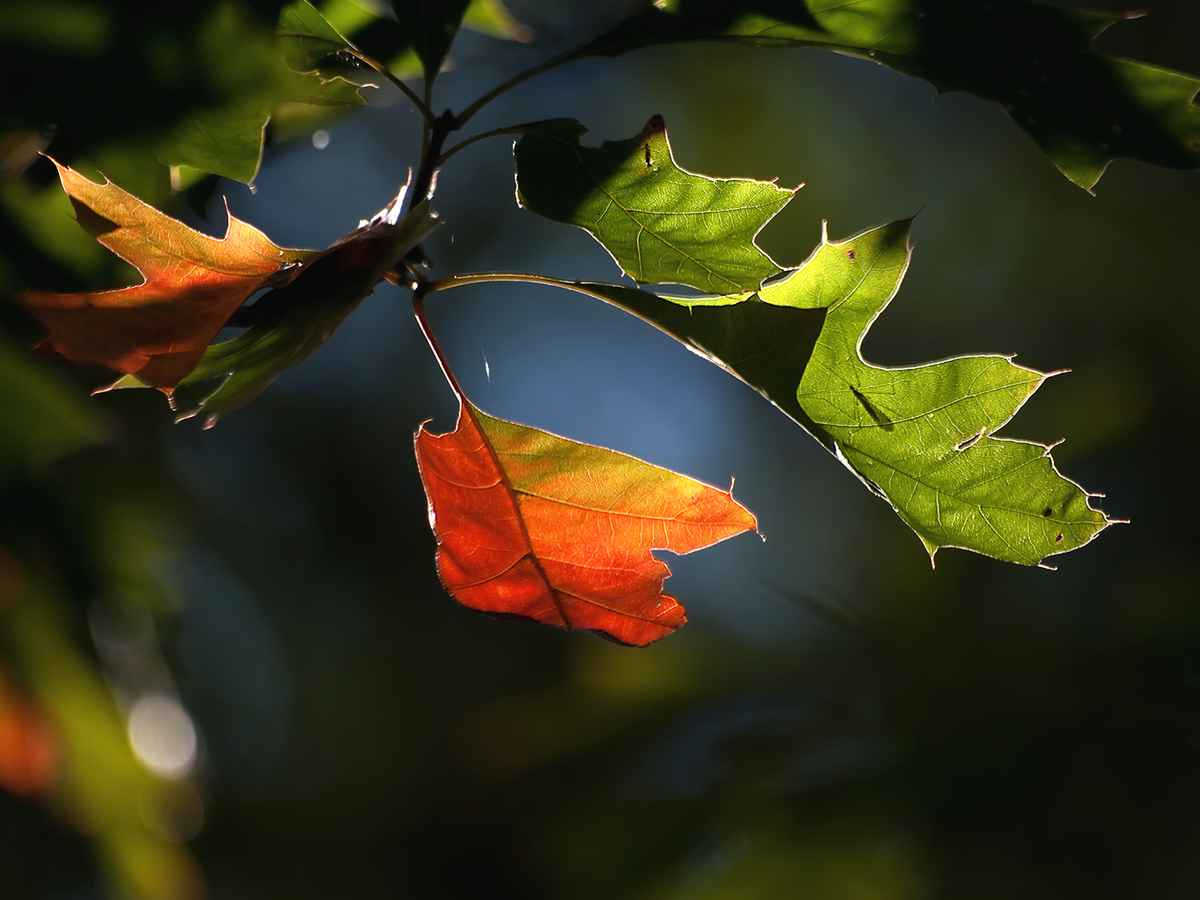 oktoberfarben