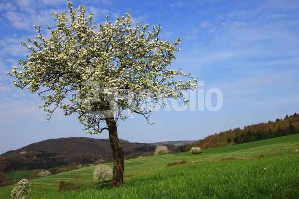Frühlingslandschaft