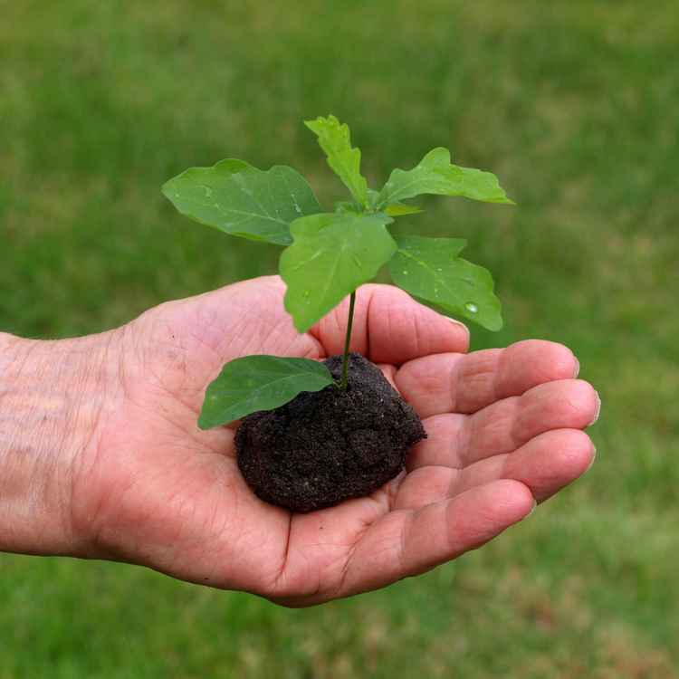 Junges Pflänzchen..._3