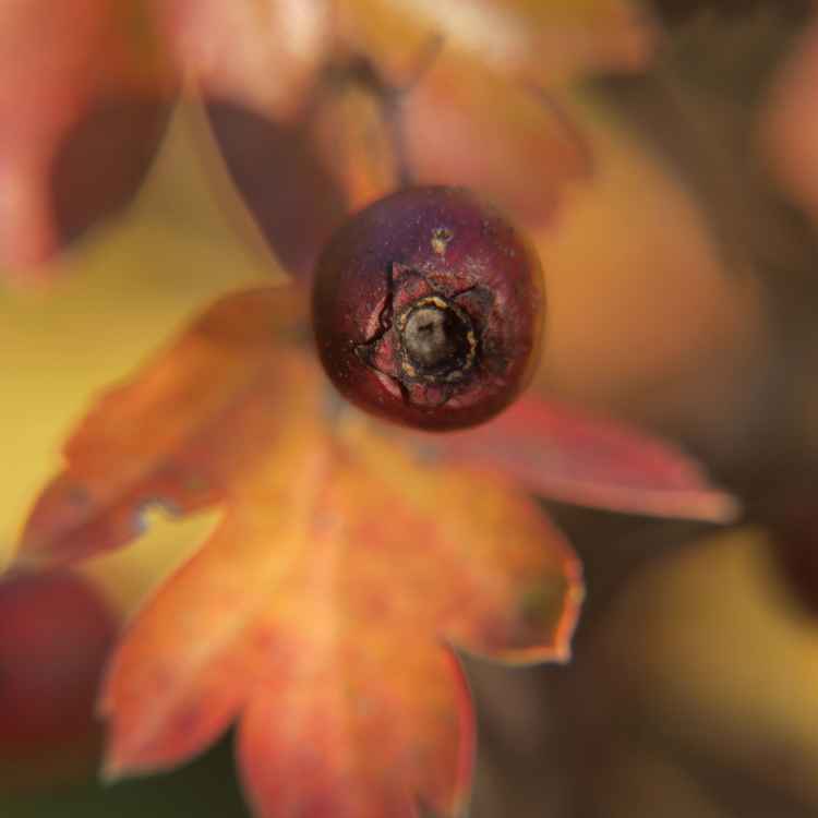 einfach Herbst