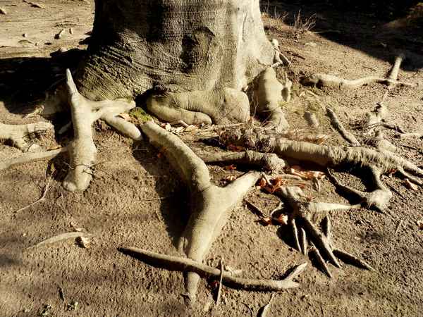 Sich seit 115 Jahren in die Erde grabend