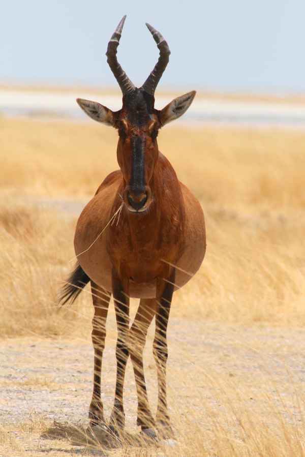 Antilope in der Savanne