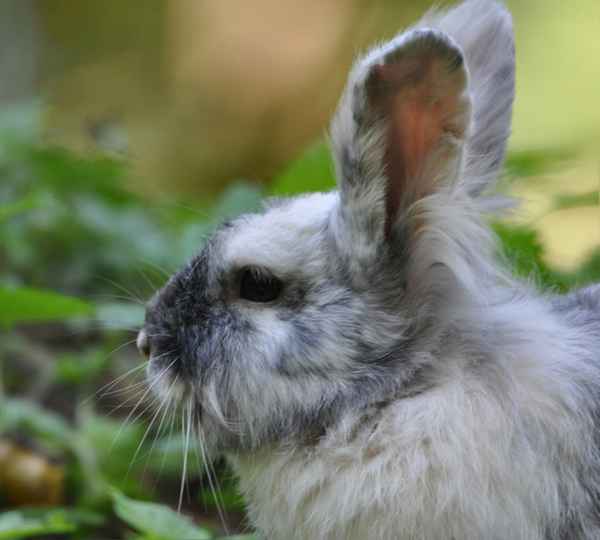 Kaninchen im Profil