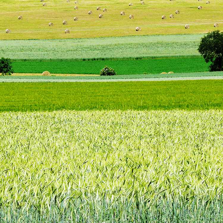 Sommerliche Felder